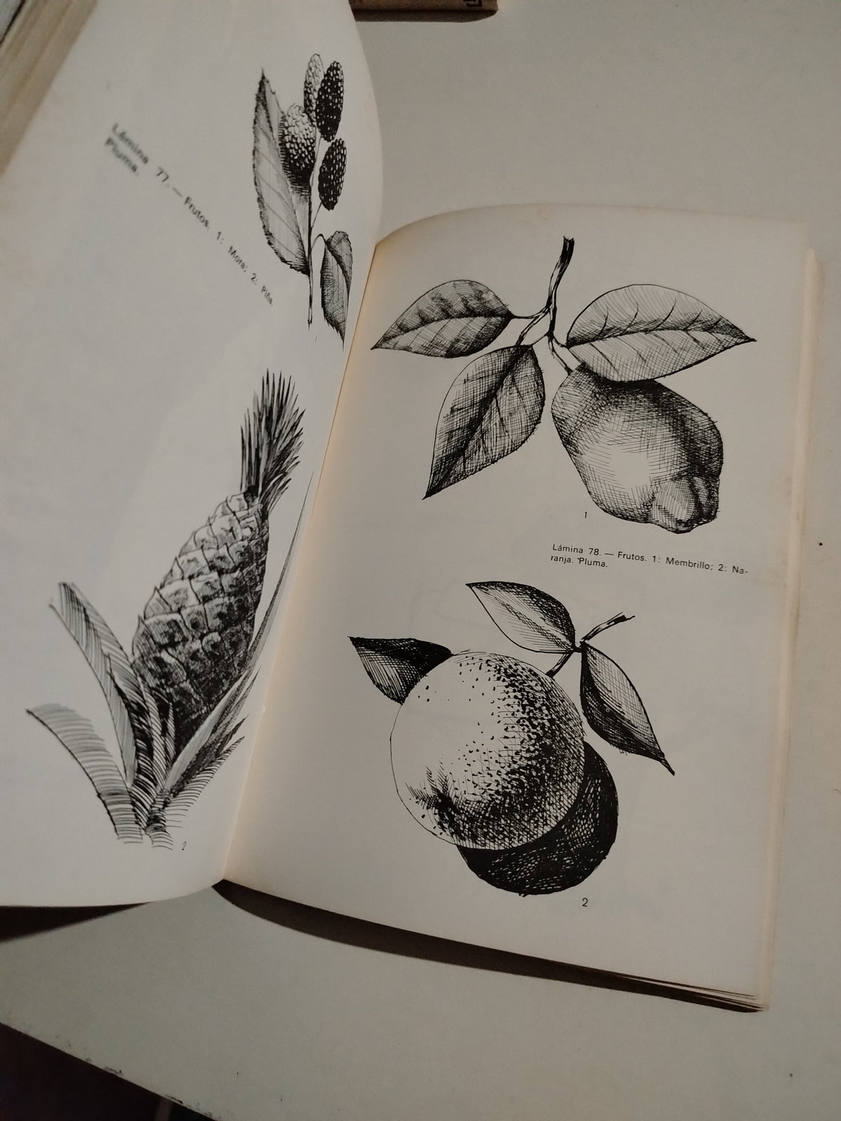 285 MODELOS DE FLORES Y ARBOLES - JUAN T. COMAMALA (DIBUJOS)